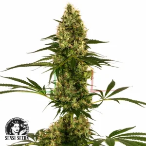 BLUE BULLET AUTO