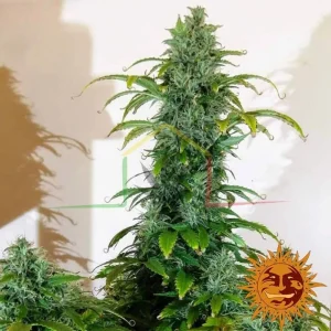 BLUE CHEESE AUTO