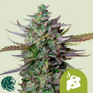 BLUE CHEESE AUTOMATIC