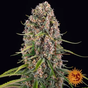 BLUE CHEESE