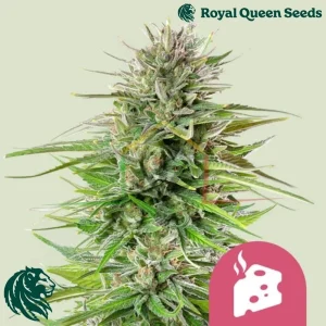 BLUE CHEESE