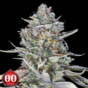 BLUE DREAM FAST