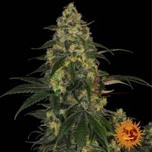 BLUE GELATO 41