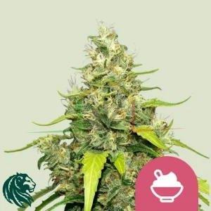 BLUE GELATO