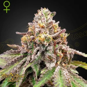 BLUE HAZE X GELATO 41 AUTO