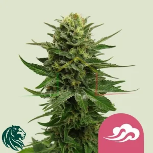 BLUE MYSTIC