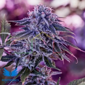 BLUE RHINO