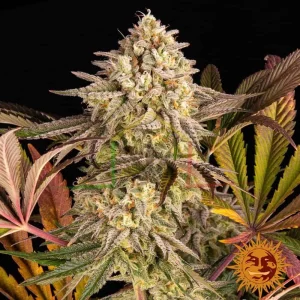 BLUE SUNSET SHERBET