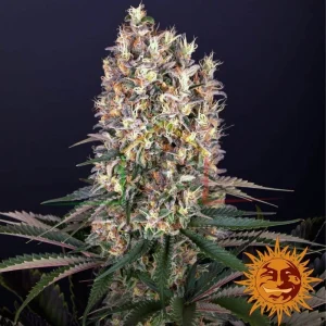 BLUEBERRY OG