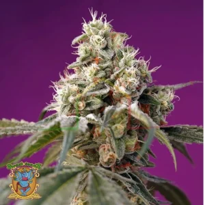 BRUCE BANNER AUTO