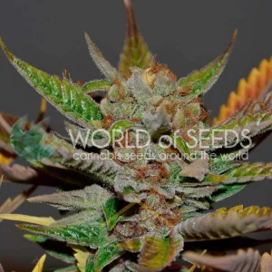BUBBA HAZE REGULAR