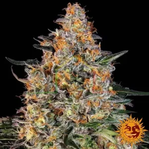 BUBBA KUSH
