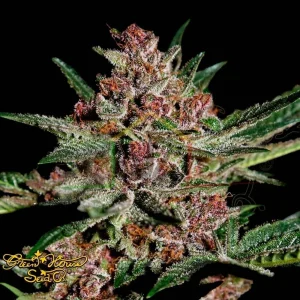 BUBBA KUSH