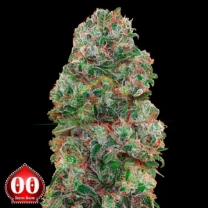 BUBBLE GUM