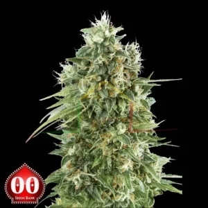 BUBBLE GUM CBD