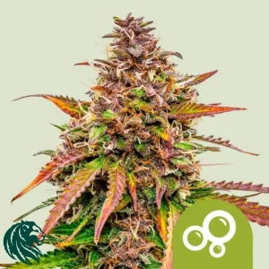 BUBBLE KUSH AUTOMATIC
