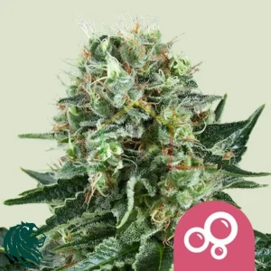 BUBBLE KUSH
