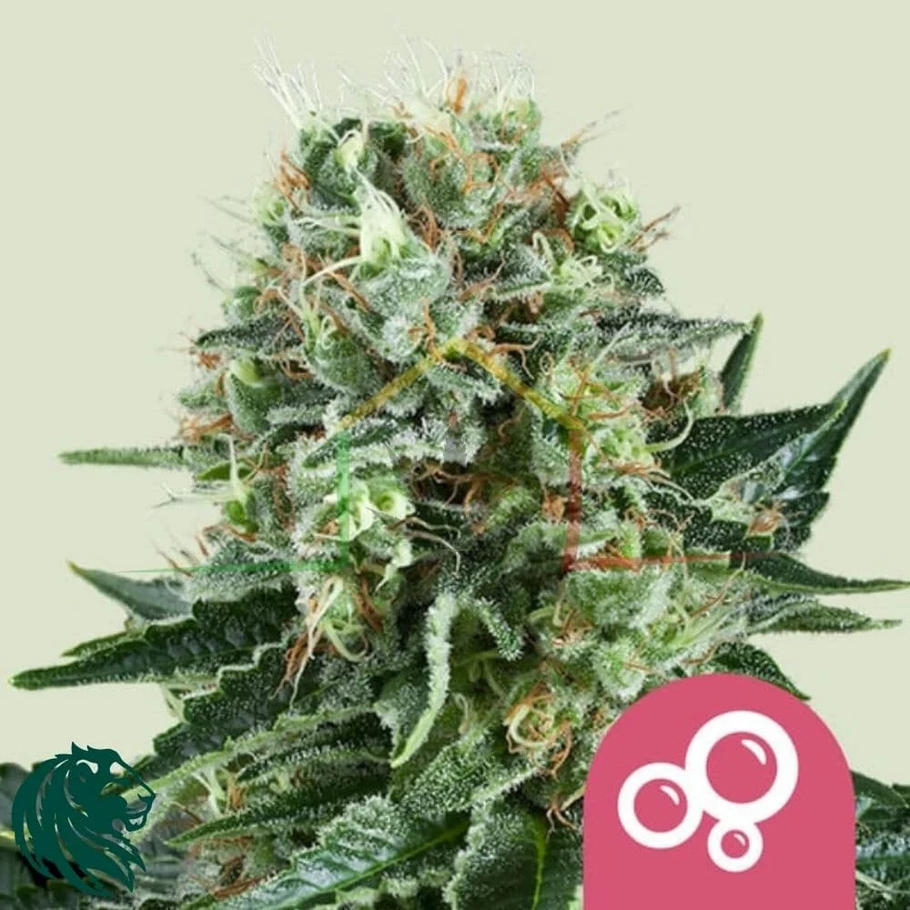 BUBBLE KUSH - Imagen 2