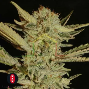BUBBLEGUM