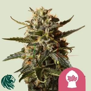 BUBBLEGUM XL