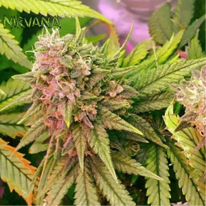 BUBBLELICIOUS REGULAR