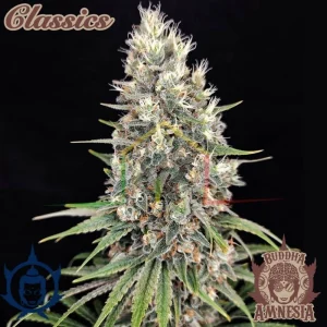 BUDDHA AMNESIA