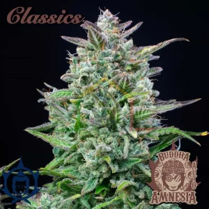 BUDDHA AUTO AMNESIA