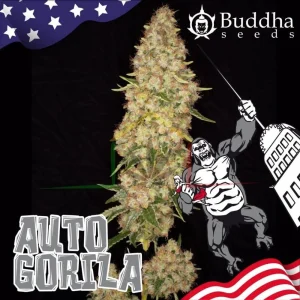 AUTO GORILA