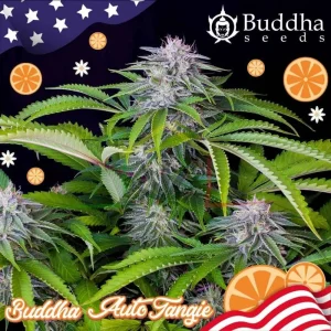 BUDDHA AUTO TANGIE