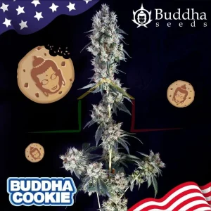BUDDHA COOKIE
