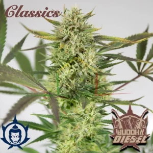 BUDDHA DIESEL