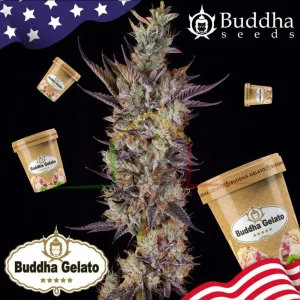 BUDDHA GELATO