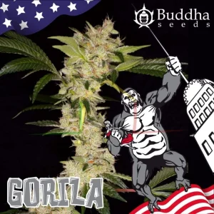 GORILA