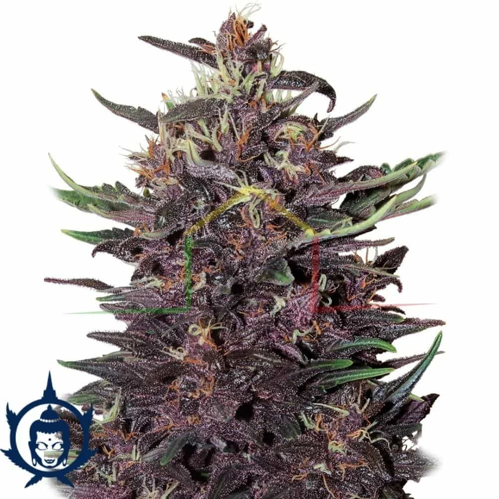 BUDDHA PURPLE KUSH AUTO