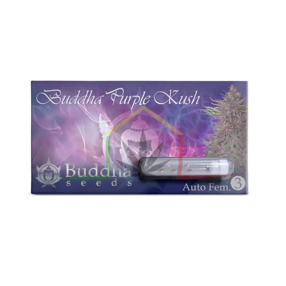 BUDDHA PURPLE KUSH AUTO - Imagen 3
