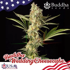 BUDDHA WEDDING CHEESECAKE
