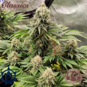 BUDDHA WHITE WIDOW
