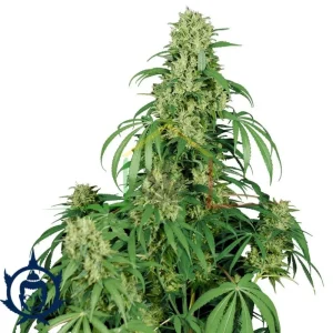 BUDDHA CALAMITY JANE AUTO