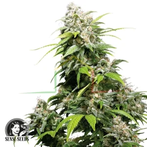 CALIFORNIA INDICA