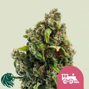 CANDY KUSH EXPRESS FAST FLOWERING
