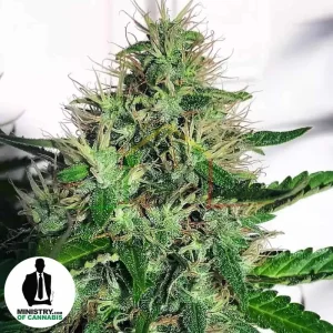 CANNABIS LIGHT