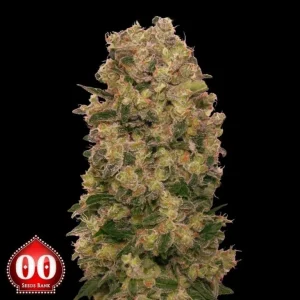 CARAMEL KUSH