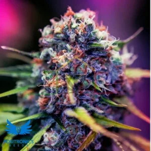 CBD + BLACK WIDOW