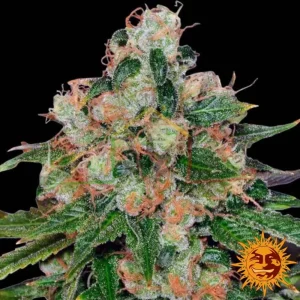 CBD CARAMEL REGULAR