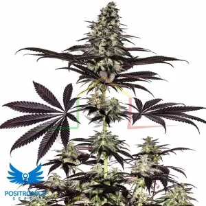 CBD + CARAMELICE AUTO