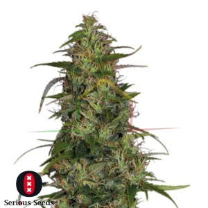 CBD CHRONIC