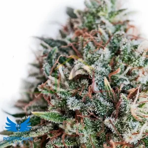 CBD + CRITICAL 47