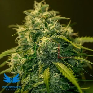 CBD + JACK DIESEL