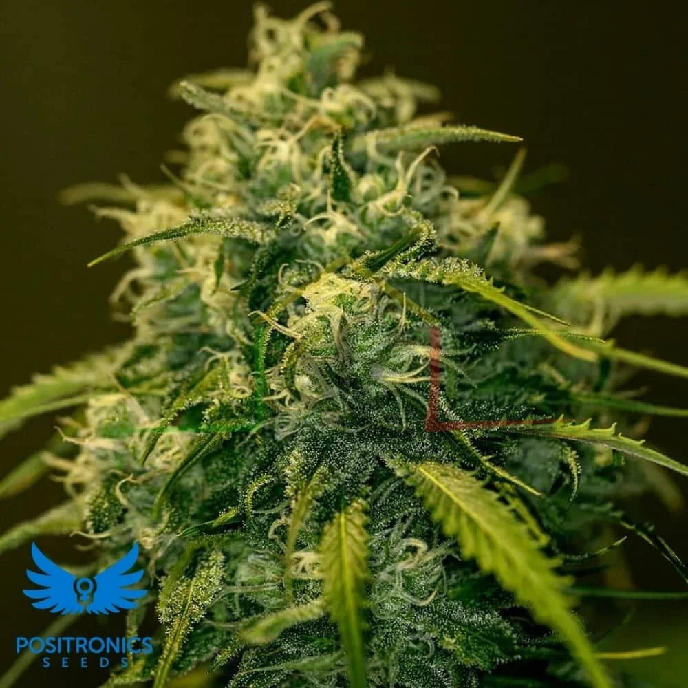 CBD + JACK DIESEL - Imagen 2