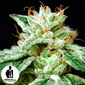 CBD STAR